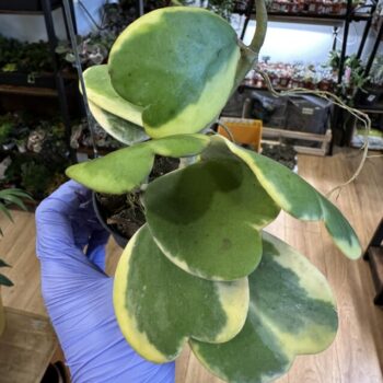 Variegated Hoya Kerrii Full Plant 7cm pot Hanging & Trailing heart 2