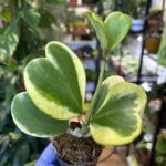 Variegated Hoya Kerrii Full Plant 7cm pot