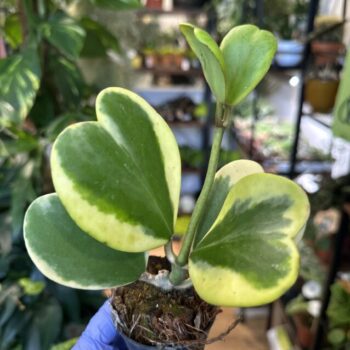 Variegated Hoya Kerrii Full Plant 7cm pot Hanging & Trailing heart 2