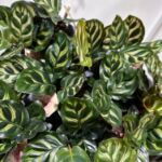 Calathea Makoyana Peacock Prayer Plant 6cm pot