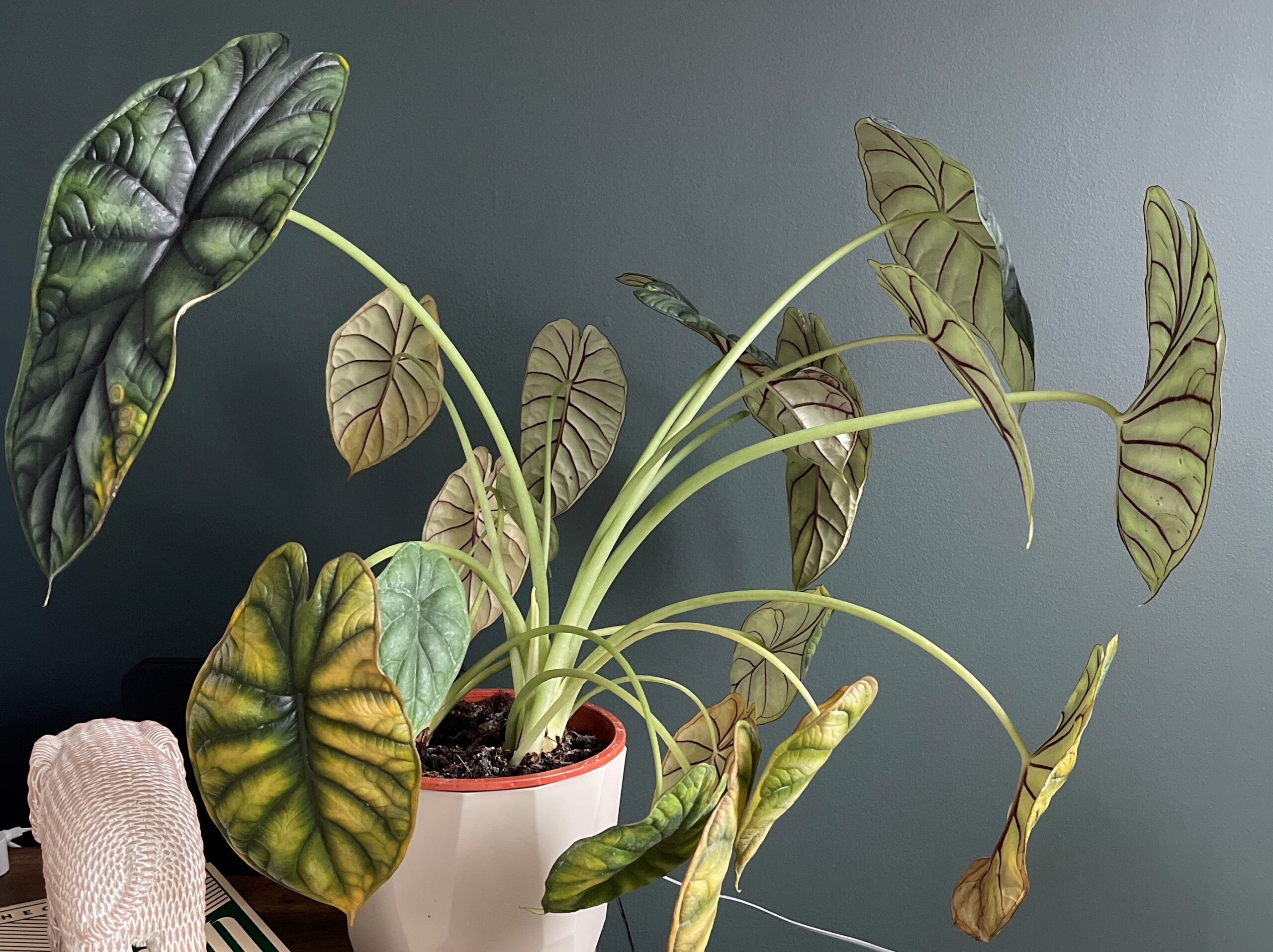 https://highlandmoss.com/wp-content/uploads/2023/01/articlealocasia-2-scaled.jpg?utm_source=chatgpt.com