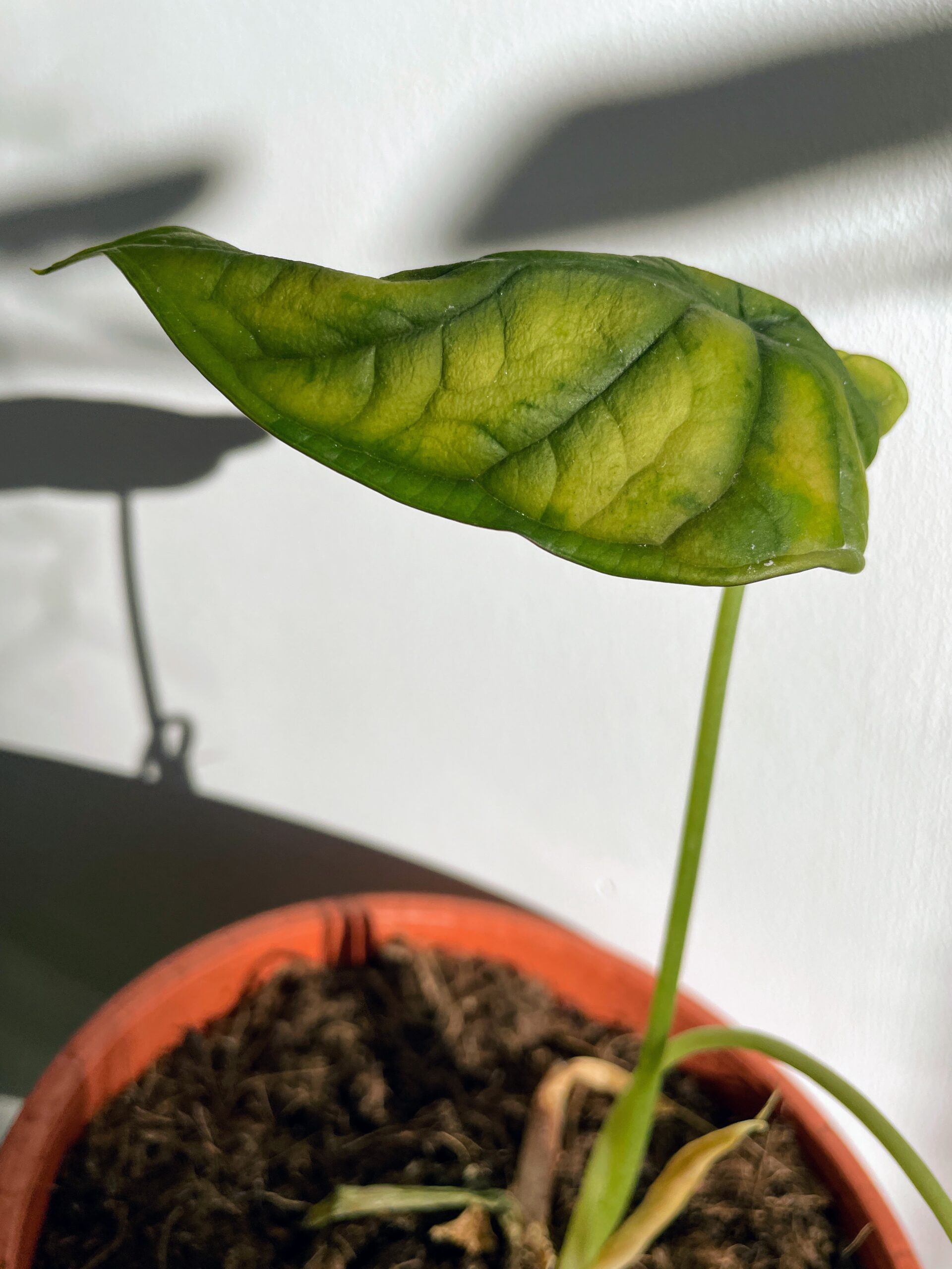 https://highlandmoss.com/wp-content/uploads/2023/01/everything-you-need-to-know-about-alocasia-dormancy.jpg?utm_source=chatgpt.com