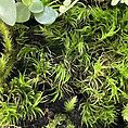 Fresh Live Moss Terrarium Vivarium Selection
