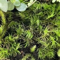 Fresh Live Moss Terrarium Vivarium Selection