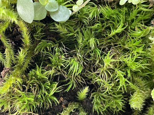 Fresh Live Moss Terrarium Vivarium Selection
