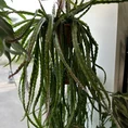 epiphyllum anguliger fishbone zig zag cactus x large 21cm pot