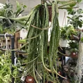 epiphyllum anguliger fishbone zig zag cactus x large 21cm pot