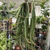 epiphyllum anguliger fishbone zig zag cactus x large 21cm pot