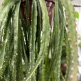 epiphyllum anguliger fishbone zig zag cactus x large 21cm pot