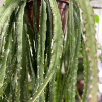 epiphyllum anguliger fishbone zig zag cactus x large 21cm pot