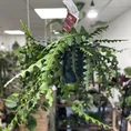 epiphyllum anguliger fishbone zig zag cactus x large 21cm pot