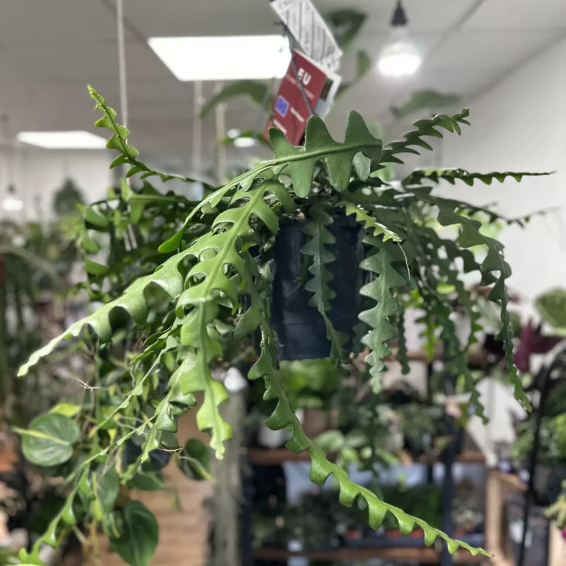 epiphyllum anguliger fishbone zig zag cactus x large 21cm pot epiphyllum anguliger fishbone zig zag cactus x large 21cm pot