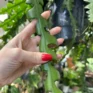 epiphyllum anguliger fishbone zig zag cactus x large 21cm pot