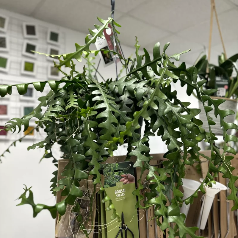 epiphyllum anguliger fishbone zig zag cactus x large 21cm pot epiphyllum anguliger fishbone zig zag cactus x large 21cm pot