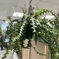 epiphyllum anguliger fishbone zig zag cactus x large 21cm pot