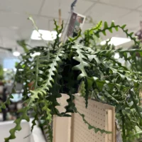 epiphyllum anguliger fishbone zig zag cactus x large 21cm pot