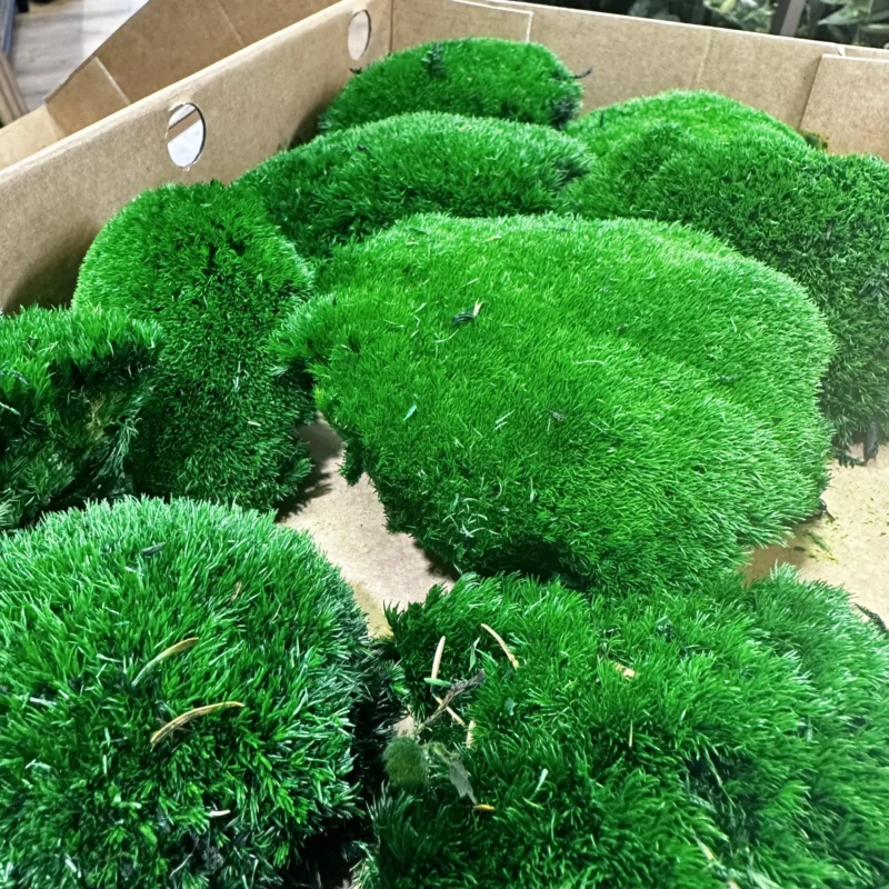 epiphyllum anguliger fishbone zig zag cactus x large 21cm pot epiphyllum anguliger fishbone zig zag cactus x large 21cm pot