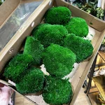 Preserved Dark Green Cushion Bun Moss BULK