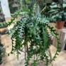 epiphyllum anguliger fishbone zig zag cactus x large 21cm pot