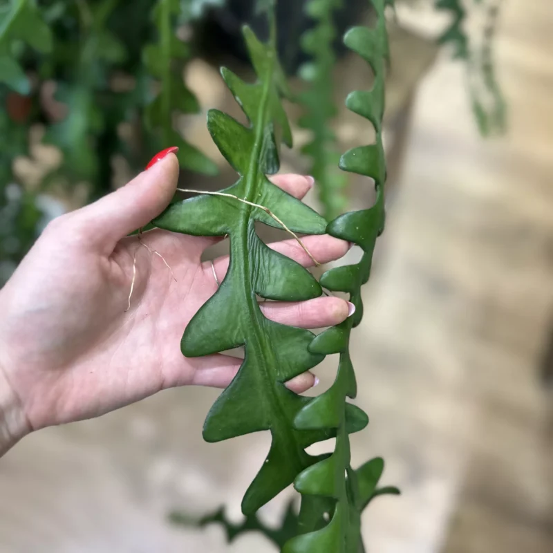 epiphyllum anguliger fishbone zig zag cactus x large 21cm pot epiphyllum anguliger fishbone zig zag cactus x large 21cm pot