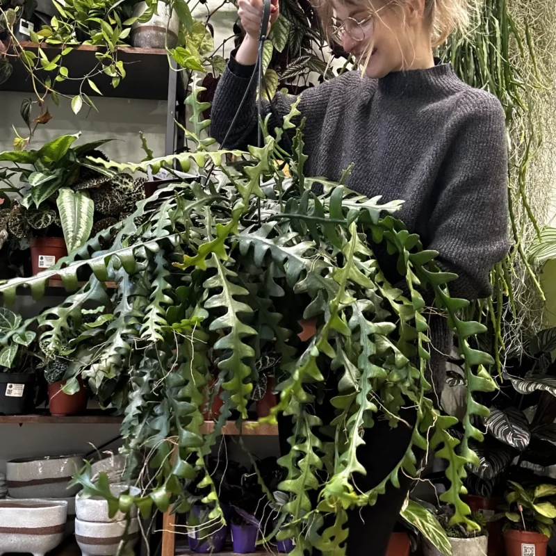 epiphyllum anguliger fishbone zig zag cactus x large 21cm pot epiphyllum anguliger fishbone zig zag cactus x large 21cm pot