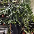 epiphyllum anguliger fishbone zig zag cactus x large 21cm pot