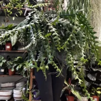 epiphyllum anguliger fishbone zig zag cactus x large 21cm pot