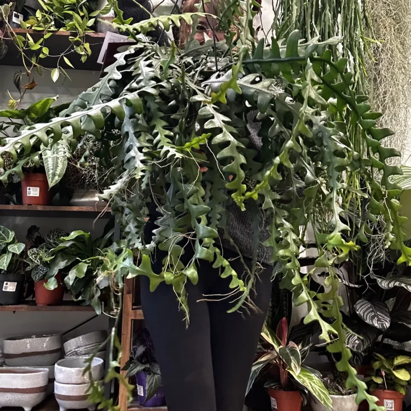 epiphyllum anguliger fishbone zig zag cactus x large 21cm pot epiphyllum anguliger fishbone zig zag cactus x large 21cm pot