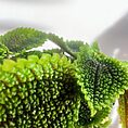 pilea peperomoides alumi moon valley 9cm pot