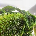 pilea peperomoides alumi moon valley 9cm pot