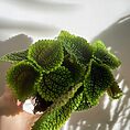 pilea peperomoides alumi moon valley 9cm pot