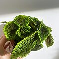 pilea peperomoides alumi moon valley 9cm pot