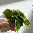 pilea peperomoides alumi moon valley 9cm pot