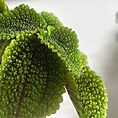 pilea peperomoides alumi moon valley 9cm pot