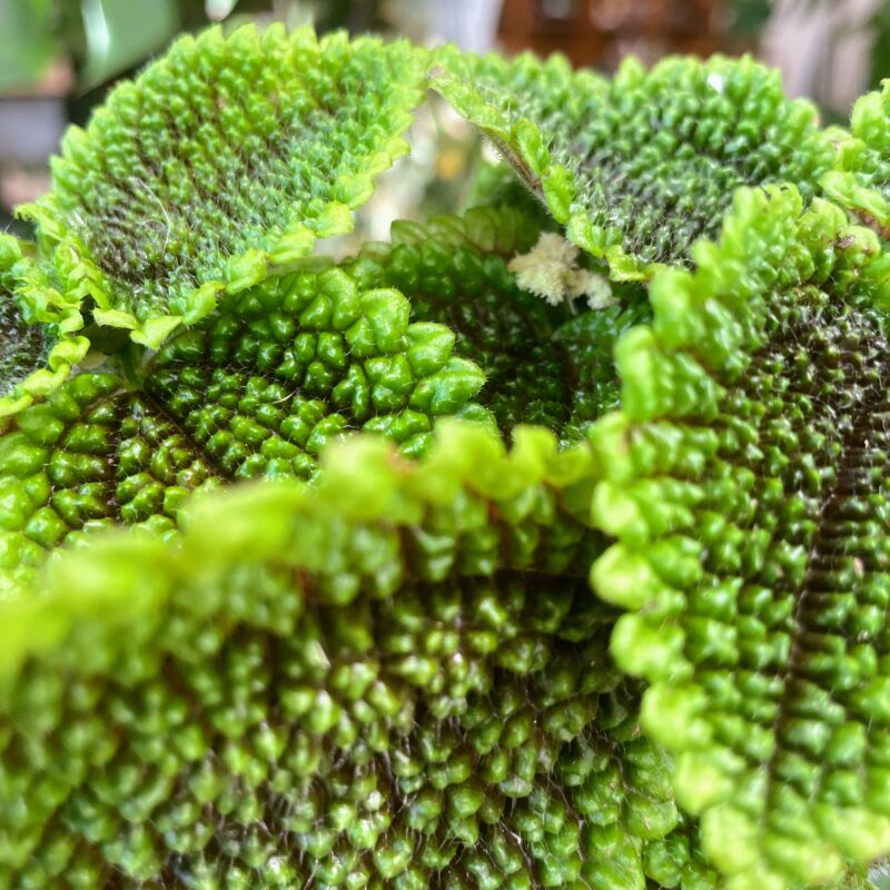 pilea peperomoides alumi moon valley 9cm pot pilea peperomoides alumi moon valley 9cm pot