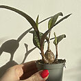 silver squill