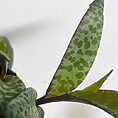 silver squill