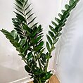 zamioculcas zamiifolia emerald palm zz x large 95cm heigh 19cm pot