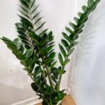 Zamioculcas Zamiifolia Emerald Palm ZZ X-LARGE 90cm Height 24cm pot