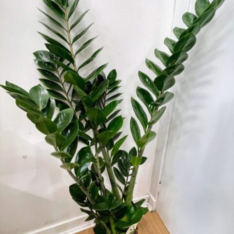 zamioculcas zamiifolia emerald palm zz x large 95cm heigh 19cm pot