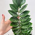 zamioculcas zamiifolia emerald palm zz x large 95cm heigh 19cm pot