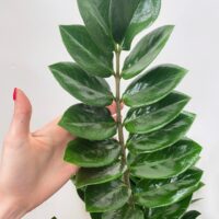 zamioculcas zamiifolia emerald palm zz x large 95cm heigh 19cm pot