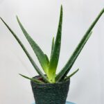 Aloe Vera 12cm pot