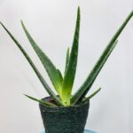 Aloe Vera 12cm pot