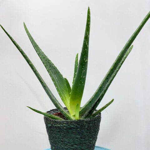 aloe vera 12cm pot