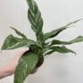 spathiphyllum diamond variegated peace lily 12cm pot