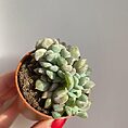 echeveria cubic frost cristata succulent 5cm pot