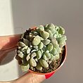 echeveria cubic frost cristata succulent 5cm pot