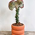 ribbed rustic concrete planter for 13cm pot peach