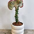 ribbed rustic concrete planter for 13cm pot peach